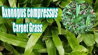 🍃🌿🌱Axonopus Compressus  Carabao Grass  Carpet Grass [upl. by Xeno]