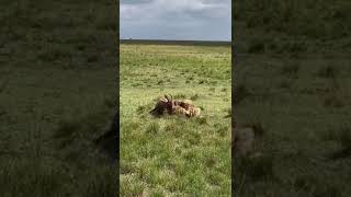 Hungry hyenas eat topi alive africa naturefilm africanfootage africananimals4k natgeowild [upl. by Mavilia220]