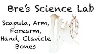 Upper Limb Bones Scapula Clavicle Humerus Ulna Radius Hand [upl. by Celestyna]