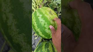 3 signs for Picking a Ripe Watermelon 🍉 watermelon garden viral [upl. by Nahtannhoj311]