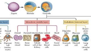 Fate of Germ layers  Gastrulation [upl. by Kwasi757]