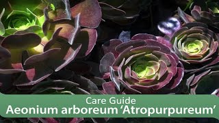 Aeonium arboreum ‘Atropurpureum’ Care Guide [upl. by Amandie653]