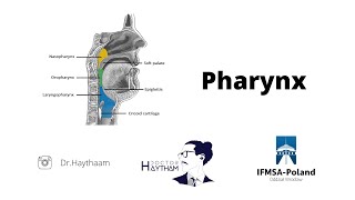 The Pharynx  The innervations  The vascularization  The muscles  The contents  The parts [upl. by Anisamoht]