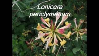 Lonicera periclymenum [upl. by Rena74]