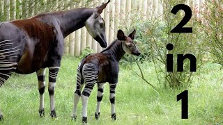 Is it a Zebra or Giraffe  Unique amp Rare Animal  Species of Africa  Rare Wild Life  Unique look [upl. by Grane]