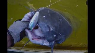 How to Catch Catfish Using Skipjack Filets Peg Floats in Warm Water Equals Hot Bite [upl. by Ahsenauq]