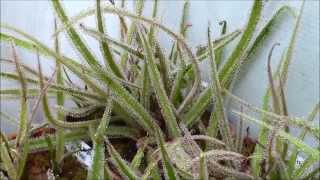 Drosera regia June 22nd 2015 [upl. by Anoy]