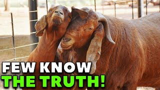 Why Breed Kalahari Red Goats kalahari red goats [upl. by Nilauqcaj]