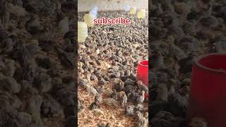 8 days old quail chicks quailfarming 🐔 [upl. by Plante]