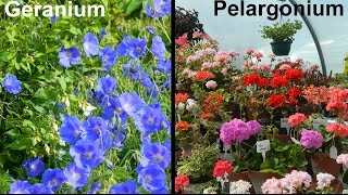 What Is A Geranium amp What Is A Pelargonium [upl. by Nolyarg]