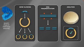 What is a Type II Restriction Enzyme [upl. by Guyer]