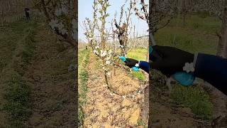 Pruning cherry tree branches process [upl. by Faye]