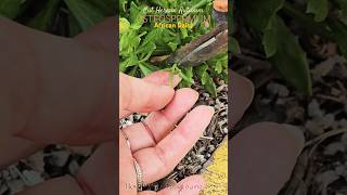 Cut Here AFRICAN DAISY OSTEOSPERMUM ✂️🌼 Growing Home Gardening autumn deadhead annuals [upl. by Haslam]