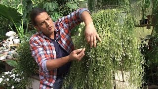 El Rhipsalis en plena floración  Decogarden  Jardinatis [upl. by Leoy966]