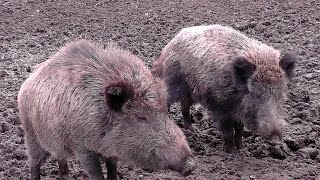 Waldspaziergang  Wildschweine  Rehe  Wisent  Forest walk  wild boar  deer  wisent [upl. by Ymarej188]