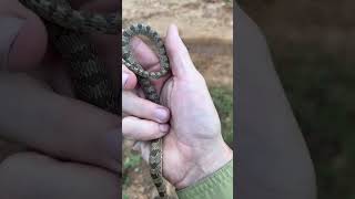 Hooknosed Snake Farts in My Hand [upl. by Alidus]