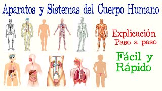 👤Aparatos y Sistemas del Cuerpo Humano  Fácil y Rápido  BIOLOGÍA [upl. by Sammons897]