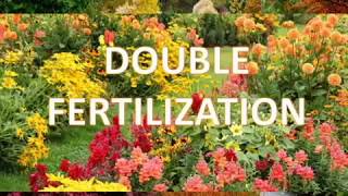 DOUBLE FERTILIZATION REVIEW AND PRACTICE QUESTIONS [upl. by Bluh]