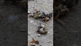 Blow Flies scatter from Crayfish remains [upl. by Jerrine]