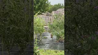 Sitting In A Rainy Okra Field Part 1 wildlife rabbits [upl. by Ramburt]