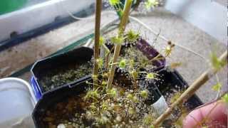 Drosera auriculata [upl. by Lodovico]