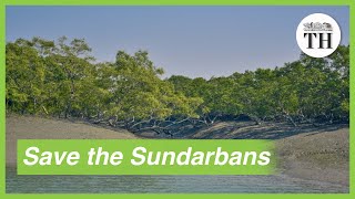 Importance of conserving Sundarbans the largest mangrove forest in the world [upl. by Niveb959]