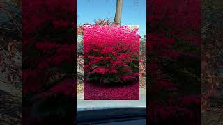 Burning Bush Euonymus alatus redbirdgardeninganddesign [upl. by Calhoun]