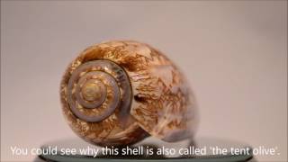 TOP 10 most beautiful shells of the world  HD 1080p video [upl. by Anoblav195]