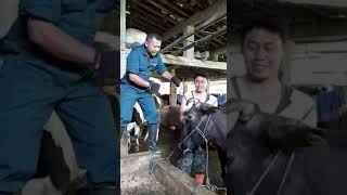 Cara Potong Tanduk Sapi Dewasa [upl. by Nosa833]