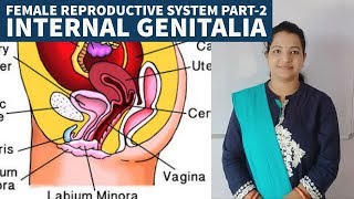 Internal Genitalia Of FemaleUterusVaginaNEET Biology by SP Mam [upl. by Lonier]