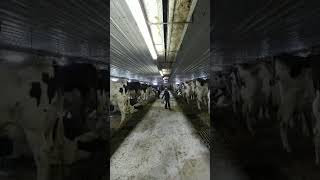 Kids dancing in the barn during choretime [upl. by Jenna601]