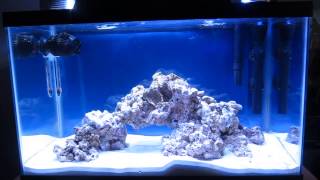 10 Gallon Reef Tank Day 7 Lots of new TOYS [upl. by Ennazus]