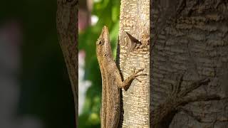 Anolis wellbornae [upl. by Livvy]