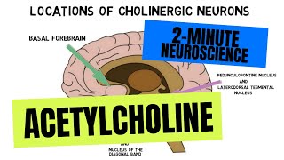 2Minute Neuroscience Acetylcholine [upl. by Akeme]