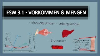 Energiestoffwechsel 34 Wo und wie viel ATP KrP Leber amp Muskelglykogen haben wir im Körper [upl. by Enavi771]