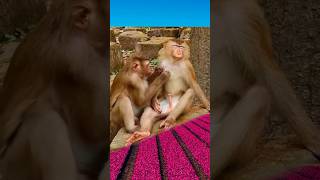 Whats going on animalvideos worldsnature viralvideo beautifulnatureworld wildanimal [upl. by Hsemin]