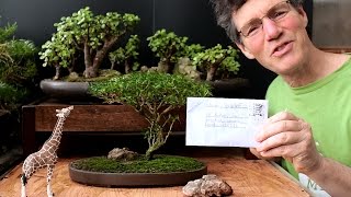 Starting an Acacia Bonsai from Seed April 2016 [upl. by Cherry]