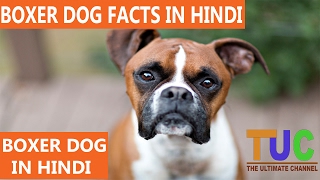 Boxer Dog Facts In Hindi  Dog Facts  Popular Dogs  The Ultimate Channel [upl. by Grimona309]