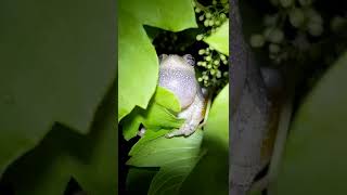 Gray tree frog mating call singing [upl. by Cam]