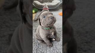 Cute Staffy puppy wants picking up for cuddles puppy staffypuppy staffy staffylovers cutepuppy [upl. by Mable]