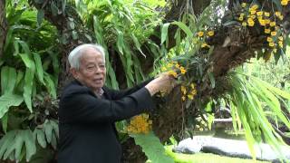 ศาสตราจารย์ระพี สาคริก  ตอนที่ 24 6 การพึ่งพาระหว่างกันของพรรณไม้ Dendrobium lindleyi [upl. by Znieh496]