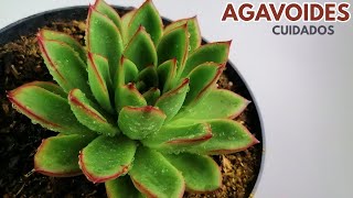 echeveria agavoides cuidados chuyito jardinero [upl. by Spalla]