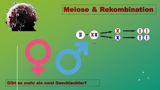 Meiose Sex amp Gender Zellbiologie Vorlesung Teil 14 [upl. by Akkinahs]