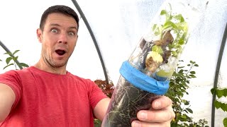 How are the Hydrangea Rooted Cuttings Now  1 YEAR LATER  Triple Cup Method Update [upl. by Triny]