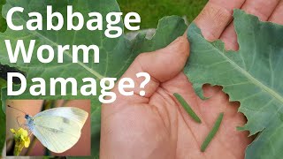 Cabbage Worm Damage What and who to watch out for [upl. by Kared122]