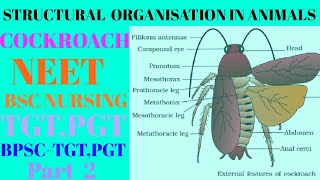 Structural Organisation in animals class 11  Cockroach  NEET  Pgt  tgt  bsc nursing [upl. by Gavrila]