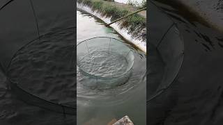 Grandpa Catches Fish With A Crazy Trick shortsvideo [upl. by Elocn]