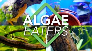 Algae Eaters [upl. by Tayib]