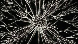 Ernst Haeckel  3000 Radiolarian Species [upl. by Allecnirp302]