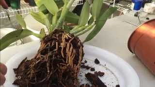 Cattleya Orchid Care Tips on How to repot a Large Unruly Cattleya Orchid with lots of Roots [upl. by Hanonew912]